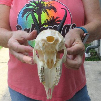 6-1/2" Horns on Female Springbok Skull 