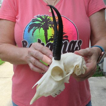 6-1/2" Horns on Female Springbok Skull 