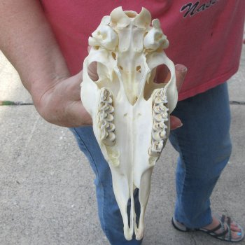6-1/2" Horns on Female Springbok Skull 