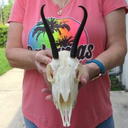 6" Horns on Fe...