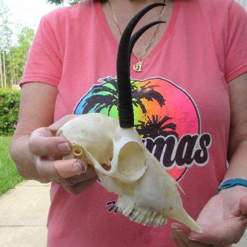 6" Horns on Female Springbok Skull 