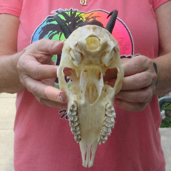 6" Horns on Female Springbok Skull 