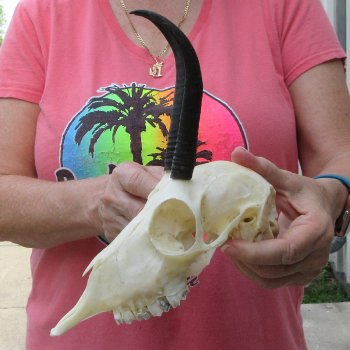 6" Horns on Female Springbok Skull 