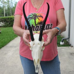 8-1/2" Horns o...
