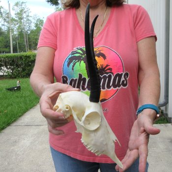8-1/2" Horns on Female Springbok Skull 
