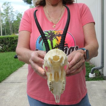 8-1/2" Horns on Female Springbok Skull 