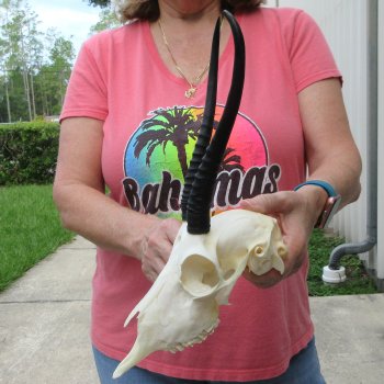 8-1/2" Horns on Female Springbok Skull 