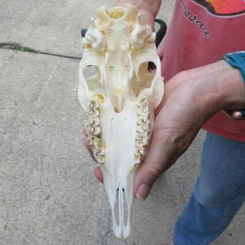 8-1/2" Horns on Female Springbok Skull 
