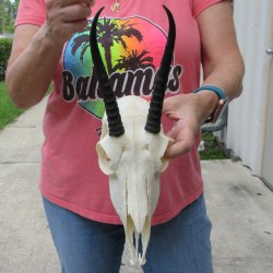 6-1/2" Horns o...