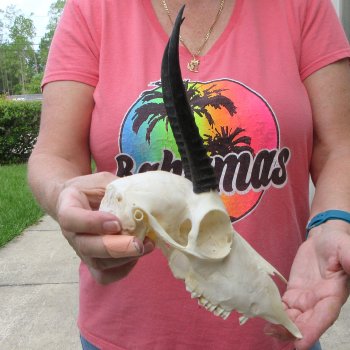 6-1/2" Horns on Female Springbok Skull 