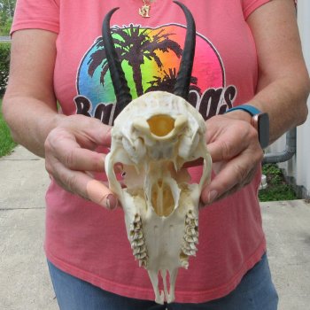 6-1/2" Horns on Female Springbok Skull 