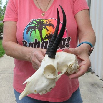 6-1/2" Horns on Female Springbok Skull 