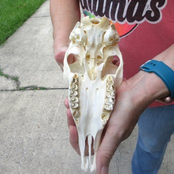 6-1/2" Horns on Female Springbok Skull 