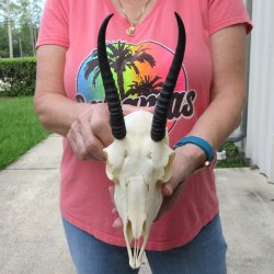 6" Horns on Fe...
