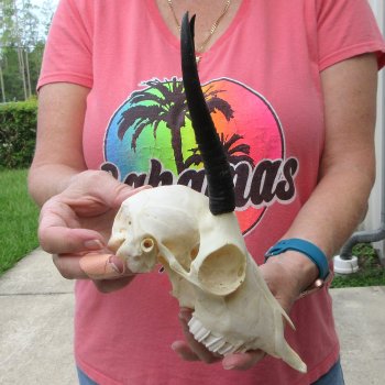 6" Horns on Female Springbok Skull 