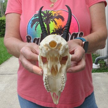6" Horns on Female Springbok Skull 