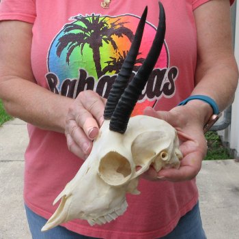 6" Horns on Female Springbok Skull 