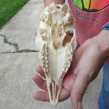 6" Horns on Female Springbok Skull 