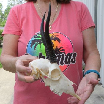 7-1/2" Horns on Female Springbok Skull 