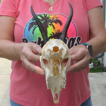 7-1/2" Horns on Female Springbok Skull 