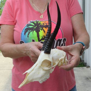 7-1/2" Horns on Female Springbok Skull 