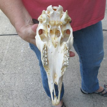 7-1/2" Horns on Female Springbok Skull 