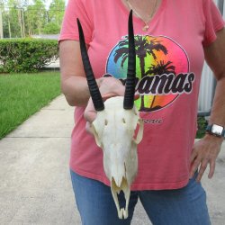 7" Horns on Fe...