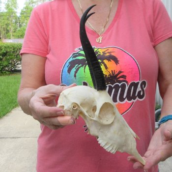 7" Horns on Female Springbok Skull 
