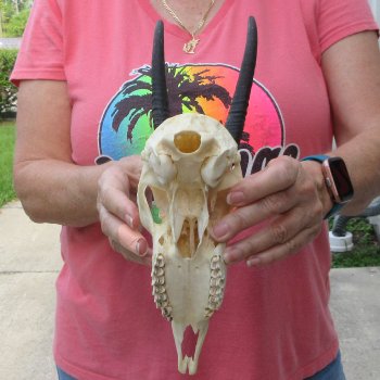 7" Horns on Female Springbok Skull 