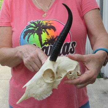 7" Horns on Female Springbok Skull 