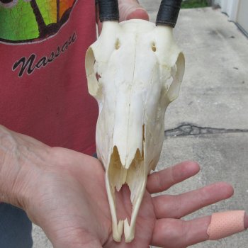 7" Horns on Female Springbok Skull 