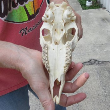 7" Horns on Female Springbok Skull 