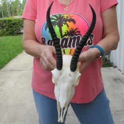 9" Horns on Fe...