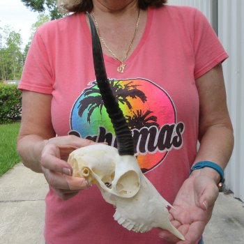 9" Horns on Female Springbok Skull 