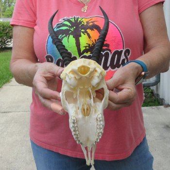 9" Horns on Female Springbok Skull 