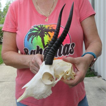 9" Horns on Female Springbok Skull 