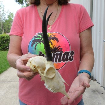 7-3/4" Horns on Female Springbok Skull 