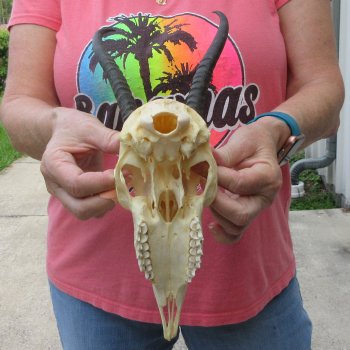 7-3/4" Horns on Female Springbok Skull 
