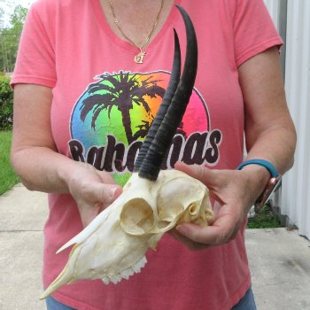 7-3/4" Horns on Female Springbok Skull 