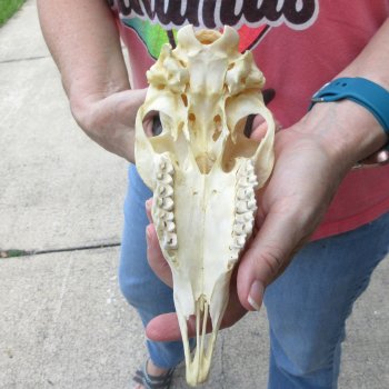 7-3/4" Horns on Female Springbok Skull 