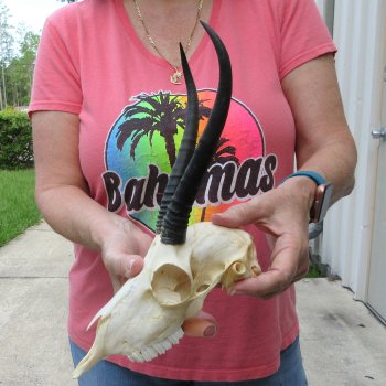 8" Horns on Female Springbok Skull 