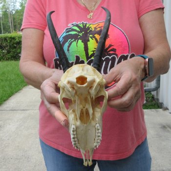8" Horns on Female Springbok Skull 
