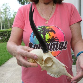 8" Horns on Female Springbok Skull 