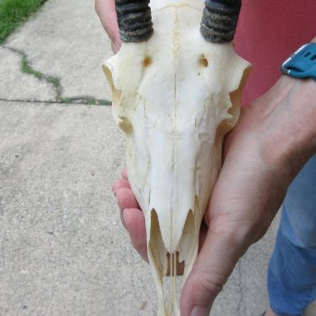 8" Horns on Female Springbok Skull 