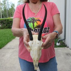 8-3/4" Horns o...