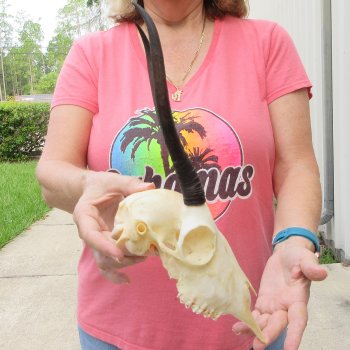 8-3/4" Horns on Female Springbok Skull 