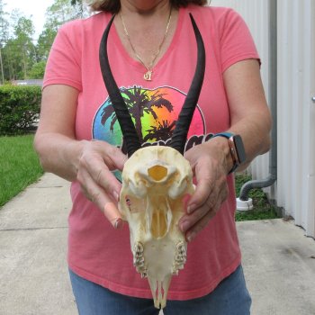 8-3/4" Horns on Female Springbok Skull 