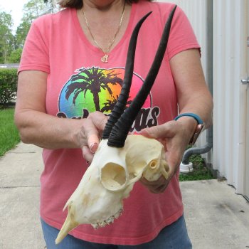 8-3/4" Horns on Female Springbok Skull 