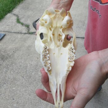 8-3/4" Horns on Female Springbok Skull 