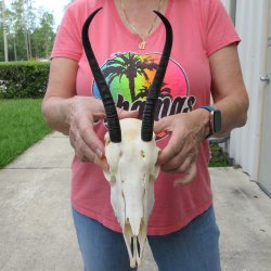 8" Horns on Fe...